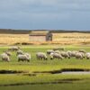 Havre Mouton – Image 2