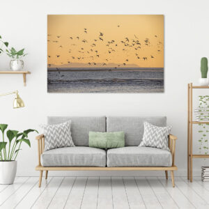 Vol d'oiseau